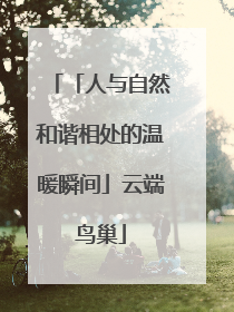 「人与自然和谐相处的温暖瞬间」云端鸟巢