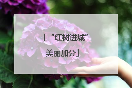 “红树进城” 美丽加分