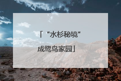 “水杉秘境”成鹭鸟家园