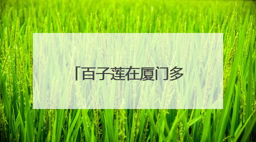 百子莲在厦门多地绽放，为盛夏增添清凉与诗意