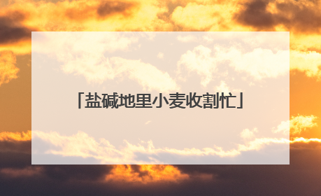 盐碱地里小麦收割忙