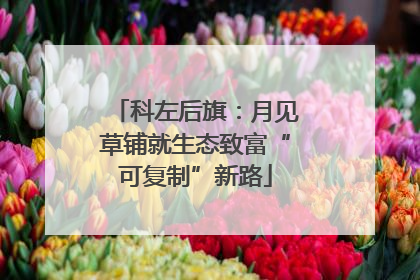 科左后旗：月见草铺就生态致富“可复制”新路