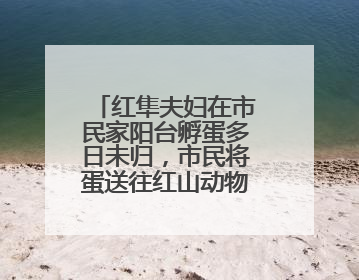 红隼夫妇在市民家阳台孵蛋多日未归，市民将蛋送往红山动物园“抢救”
