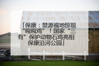 保康：楚源福地惊现“嘎嘎鸡”！国家“三有”保护动物石鸡亮相保康沿河公园