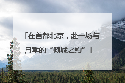 在首都北京，赴一场与月季的“倾城之约”