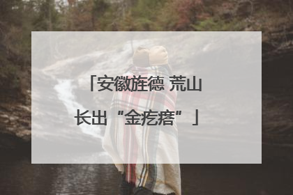 安徽旌德 荒山长出“金疙瘩”