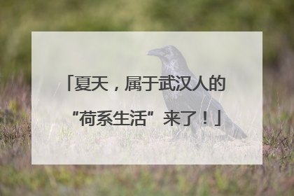 夏天，属于武汉人的“荷系生活”来了！