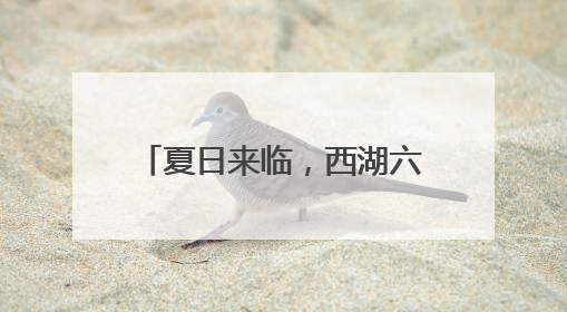 夏日来临，西湖六月黄上市了吗？