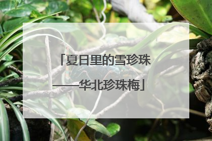 夏日里的雪珍珠——华北珍珠梅