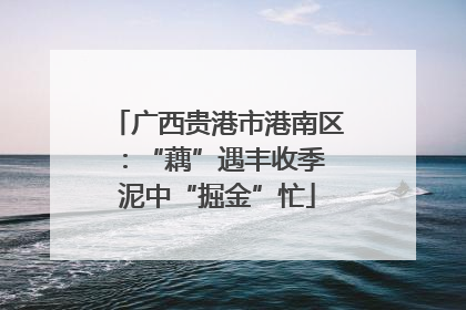 广西贵港市港南区：“藕”遇丰收季 泥中“掘金”忙