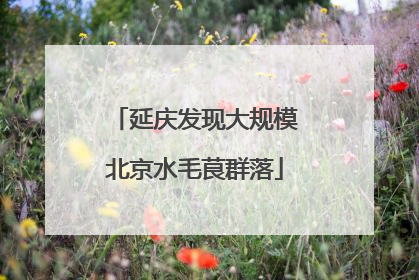 延庆发现大规模北京水毛茛群落