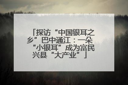 探访“中国银耳之乡”巴中通江：一朵“小银耳”成为富民兴县“大产业”
