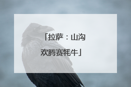 拉萨：山沟欢腾赛牦牛