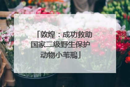 敦煌：成功救助国家二级野生保护动物小苇鳽