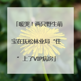 暖哭！两只野生萌宝在抚松林业局“住”上了VIP病房