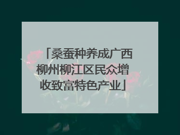 桑蚕种养成广西柳州柳江区民众增收致富特色产业