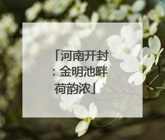 河南开封：金明池畔荷韵浓