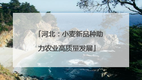 河北：小麦新品种助力农业高质量发展