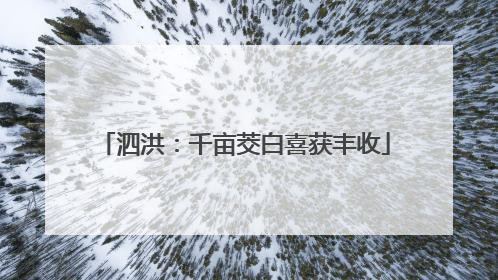 泗洪：千亩茭白喜获丰收