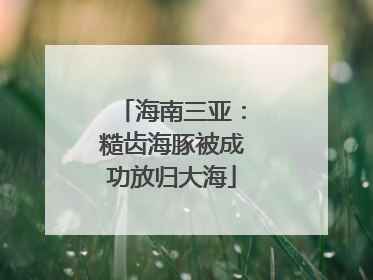 海南三亚：糙齿海豚被成功放归大海
