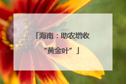 海南：助农增收 “黄金叶”