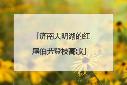 济南大明湖的红尾伯劳登枝高歌