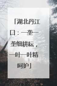 湖北丹江口：一垄一垄细耕耘，一叶一叶精呵护