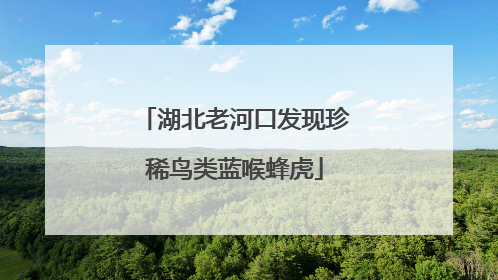 湖北老河口发现珍稀鸟类蓝喉蜂虎