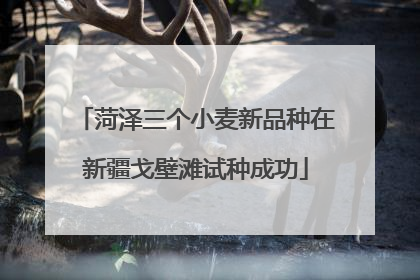 菏泽三个小麦新品种在新疆戈壁滩试种成功