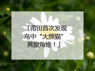 莆田首次发现鸟中“大熊猫”黄腹角雉！