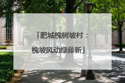 肥城槐树坡村：槐坡风动绿藤新