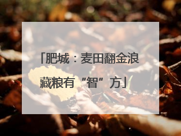 肥城：麦田翻金浪藏粮有“智”方