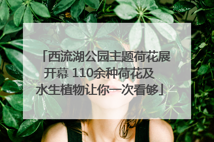 西流湖公园主题荷花展开幕 110余种荷花及水生植物让你一次看够