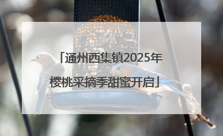 通州西集镇2025年樱桃采摘季甜蜜开启