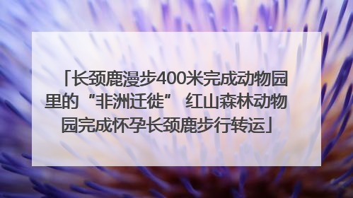 长颈鹿漫步400米完成动物园里的“非洲迁徙” 红山森林动物园完成怀孕长颈鹿步行转运