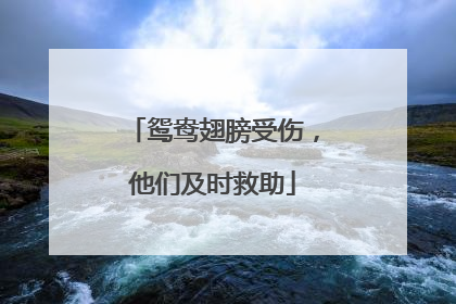 鸳鸯翅膀受伤，他们及时救助