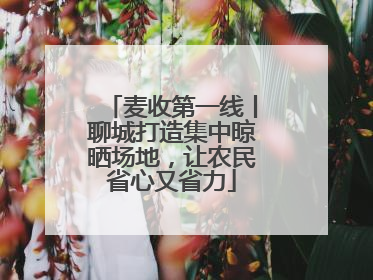 麦收第一线丨聊城打造集中晾晒场地，让农民省心又省力