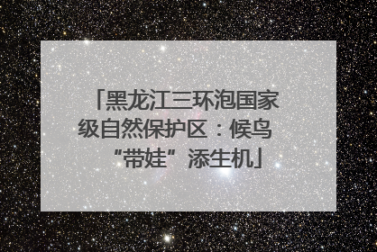 黑龙江三环泡国家级自然保护区：候鸟“带娃”添生机