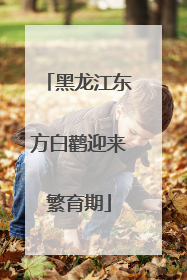 黑龙江东方白鹳迎来繁育期
