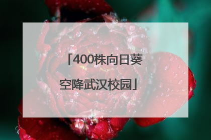 400株向日葵空降武汉校园