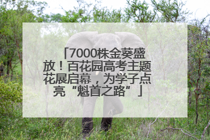 7000株金葵盛放！百花园高考主题花展启幕，为学子点亮“魁首之路”